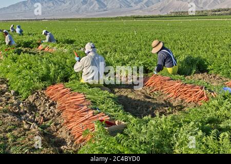 Les ouvriers agricoles hispaniques récoltant le champ de carottes bio 'Daucus carota', dater la plantation de palmiers dans la distance, la vallée de Coachella. Banque D'Images