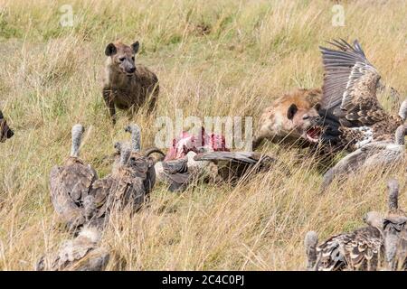 Hyène tachetée, ou hyène riante, Crocuta crocuta, se nourrissant de flétrissure bleue, Connochaetes taurinus, se faufilant de vautour blanc, Gyps africanus Banque D'Images