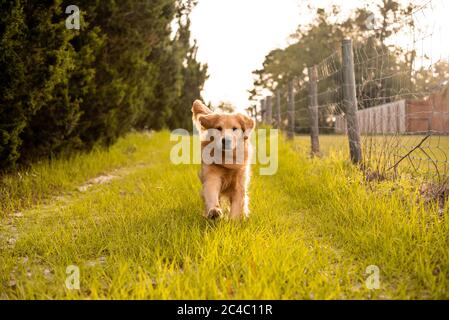 Un chien de retriever doré qui s'enchaîne sur une route de campagne avec de l'herbe verte et de vieilles clôtures Banque D'Images