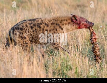 Hyène tachetée, ou hyène riante, crocuta crocuta, se nourrissant de flétrissure bleue, Connochaetes taurinus, réserve nationale de Maasai Mara, rivière Mara, Maasai Banque D'Images