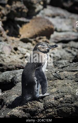 Pingouin Galapagos, Spheniscus mendiculus, île Bartolomé, îles Galapagos, Équateur Banque D'Images