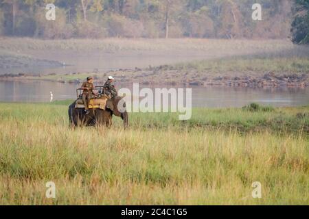 Éléphant d'Inde, Elepha maximus indicus, une des trois sous-espèces reconnues de l'éléphant d'Asie ou de l'éléphant d'Asie, Elepha maximus, éleveur forestier Banque D'Images