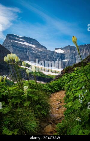 2611 UNE vue imprenable le long de la piste des glaciers de Grinnell, les montagnes s'élèvent devant et les fleurs sauvages bordent les flancs - parc national des Glaciers, Montana Banque D'Images