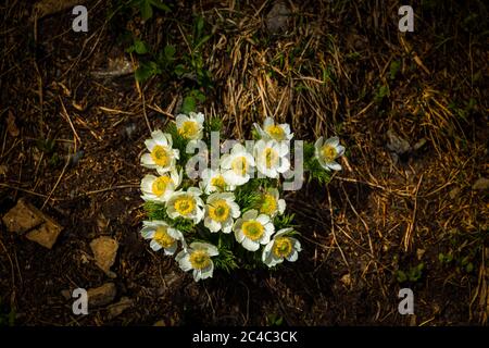 2620 Pasqueflower de l'Ouest (Anemone occidentalis) se dresse en contraste magnifique avec son environnement de montagne le long de la piste du glacier Grinnell, Glaci Banque D'Images