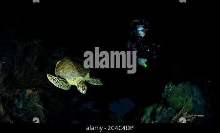 Plongée avec une tortue verte dans une plongée de nuit Banque D'Images