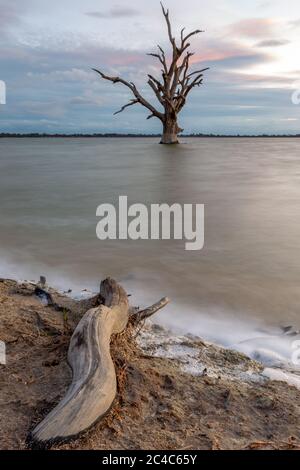 Une longue exposition d'un seul arbre dans le lac Bonney Barmera dans le Riverland South Australia le 20 juin 2020 Banque D'Images