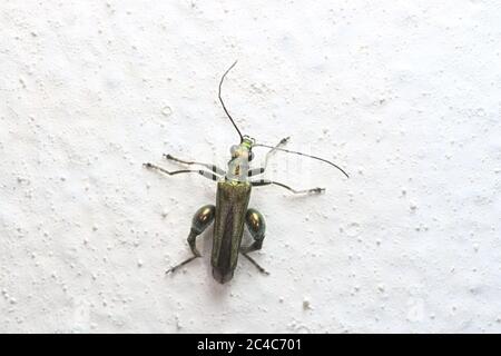Le mâle Oedemera Nobilis, aussi appelé coléoptère à l'huile, coléoptère à pattes épaisses ou coléoptère à pattes gonflées, est clairement représenté contre un mur peint en blanc. Banque D'Images