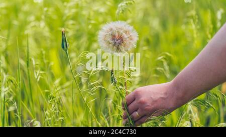 Gros plan de la main de la femme tient le grand pissenlit blanc. Boule de soufflage en fleur dans l'herbe verte. Banque D'Images