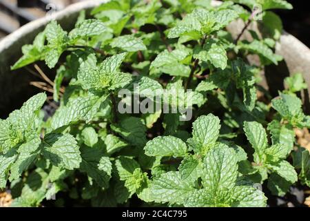 Gros plan de Mentha dans le jardin, plantes de healty avec feuilles de geen, soleil et ombre, tahe de haut en bas Banque D'Images