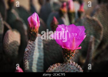 Fleur de cactus en fleurs dans le parc national de Joshua Tree, Californie Banque D'Images