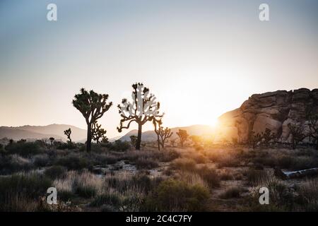 Paysage du parc national de Joshua Tree Banque D'Images