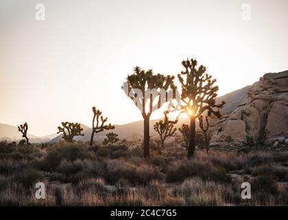 Paysage du parc national de Joshua Tree Banque D'Images