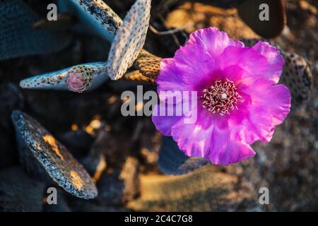 Fleur de cactus en fleurs dans le parc national de Joshua Tree, Californie Banque D'Images