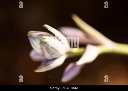 La fleur d'un hosta Sagae (lys plantain) de la famille des Liliaceae, qui grandit en été. Banque D'Images