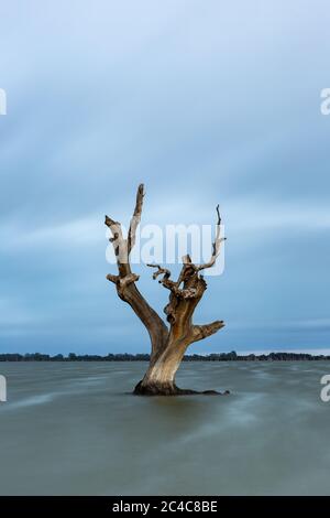 Une longue exposition d'un seul arbre à gomme rouge mort dans le lac Bonney Barmera, dans le Riverland South Australia, le 20 juin 2020 Banque D'Images