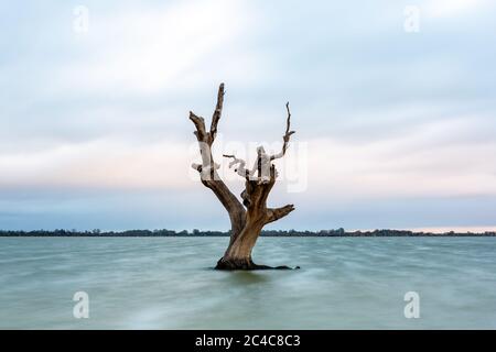 Une longue exposition d'un seul arbre à gomme rouge mort dans le lac Bonney Barmera, dans le Riverland South Australia, le 20 juin 2020 Banque D'Images