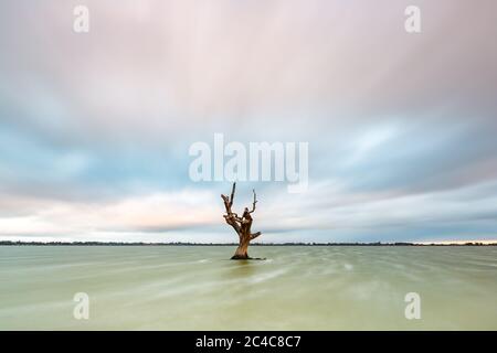 Une longue exposition d'un seul arbre à gomme rouge mort dans le lac Bonney Barmera, dans le Riverland South Australia, le 20 juin 2020 Banque D'Images