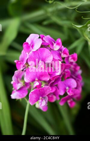 Le pois sucré à feuilles larges (Lathyrus latifolius), également connu sous le nom de peavine vivace ou de pois à feuilles persistantes, de la famille des Fabaceae et originaire d'Europe. Banque D'Images