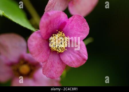 Rose sauvage (Rosa acicularis) poussant dans les bois en été. Banque D'Images