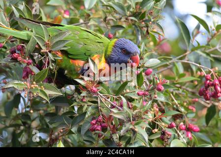 Arc-en-ciel Lorikeet (Trichoglossus moluccanus) Se nourrir sur les fruits de Lilly Pilly Tree en Nouvelle-Galles du Sud Australie Banque D'Images