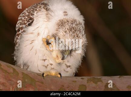 Puissante hibou (Ninox strenua) naissante prénageant ses plumes en Nouvelle-Galles du Sud Australie Banque D'Images