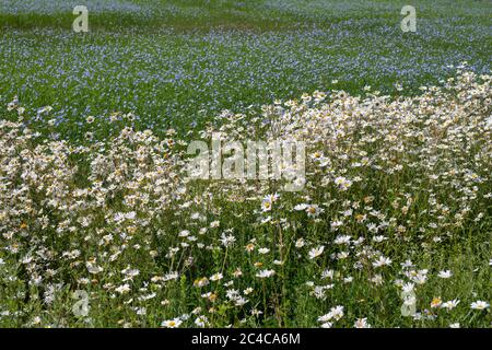 Leucanthemum vulgare. Les daises d'Oxeye faisant partie d'un couloir de la faune sauvage au bord d'un champ de Linseed dans la campagne des cotswold. Cotswolds, Angleterre Banque D'Images