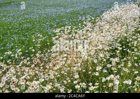 Leucanthemum vulgare. Les daises d'Oxeye faisant partie d'un couloir de la faune sauvage au bord d'un champ de Linseed dans la campagne des cotswold. Cotswolds, Angleterre Banque D'Images