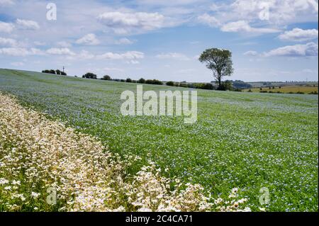 Leucanthemum vulgare. Les daises d'Oxeye faisant partie d'un couloir de la faune sauvage au bord d'un champ de Linseed dans la campagne des cotswold. Cotswolds, Angleterre Banque D'Images