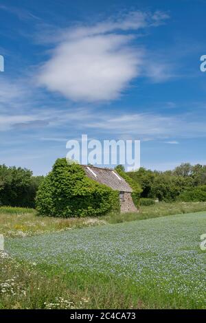 Grange dans un champ de graines de lin dans la campagne des cotswold. Cotswolds, Gloucestershire, Angleterre Banque D'Images