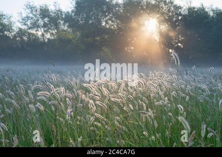 Herbe de renard de prairie dans la lumière du soleil tôt le matin. Oxfordshire, Angleterre Banque D'Images