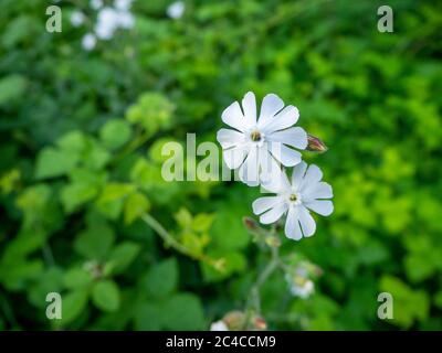 la fleur blanche d'un campion sur un pré vert Banque D'Images