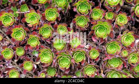 Lit de succents d'aeonium avec centre vert et violet sur les feuilles extérieures; grenat d'aeonium; famille des Crassulaceae; San Francisco, Californie. Banque D'Images