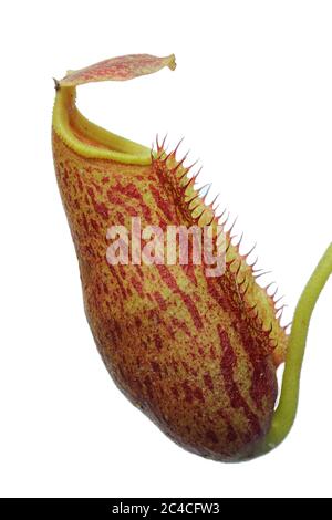 Hybride de plante de pichet (Nepenthes lowii x (maxima x mira)) isolé sur fond blanc Banque D'Images