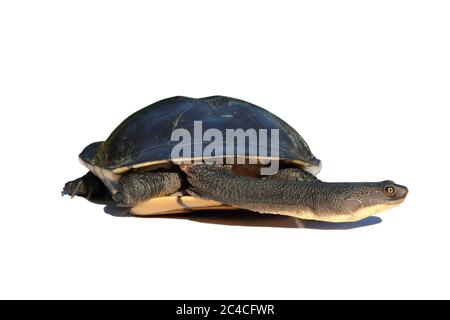 Tortue à long cou (Chelodina longicollis) en carapace. Isolé sur fond blanc. Banque D'Images