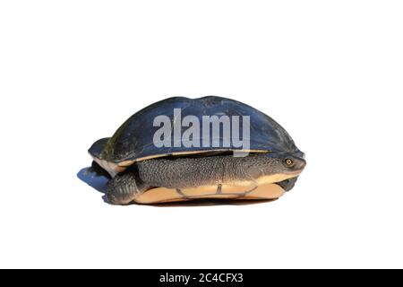 Tortue à long cou (Chelodina longicollis) en carapace. Isolé sur fond blanc. Banque D'Images