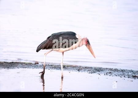 Marabout, Leptoptilos crumenifern, fourragère dans l'eau dans le parc national du lac Nakuru. Kenya. Afrique. Banque D'Images