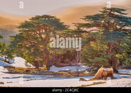 Cedrus libani, cèdre du Liban, réserve naturelle du cèdre Al Shouf, près de Maaser esh-Shouf, montagnes du Liban, district de Chouf, Liban Banque D'Images