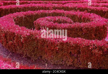 Pop Art style Magenta couleur ornamental forme de spirale arbustes taillés dans le jardin Banque D'Images