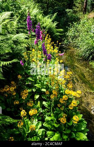 Fleurs de ruisseau de jardin, primrosiers foxgant Banque D'Images