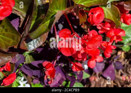 Vue rapprochée des begonias rouges brillantes fleurant dans un jardin ornemental extérieur, par une journée ensoleillée Banque D'Images