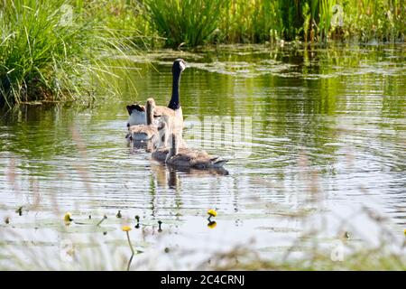 Bernache du Canada avec des poussins nouvellement éclos, nageant dans l'eau, poussins jaunes doux Banque D'Images