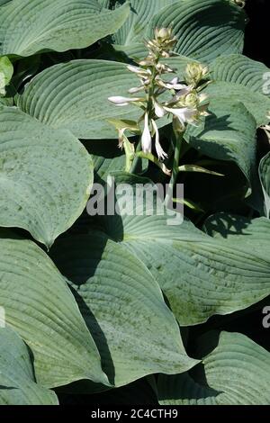 Fleur Hosta 'Blue Angel' Banque D'Images