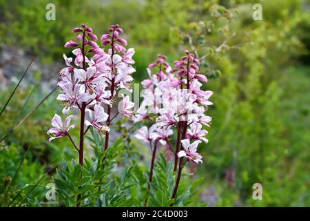 Fleurs roses de plantes sauvages Diptam (Dictamnus albus) ou de burning Bush, ou Fraxinella, ou Dittany. Plante rare en voie de disparition Banque D'Images