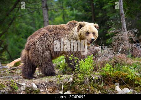 Ours brun européen dans un paysage forestier à l'été. Gros ours brun dans la forêt. Banque D'Images