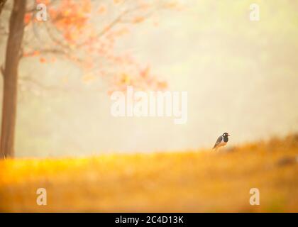 lapwing à puissance rouge se détendant sur la prairie au lever du soleil. Parc national de Khao Yai, site classé au patrimoine mondial de l'UNESCO, Thaïlande. Banque D'Images