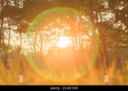 Un lever de soleil éclatant avec une lentille éclairante brille dans un jardin tropical. Banque D'Images