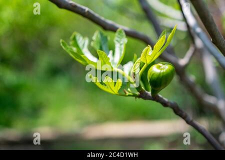 Figuier vert non mûr. Gros plan de jeunes figues sur la branche d'un figuier en été. Vert figues fraîches avec arrière-plan flou . Banque D'Images