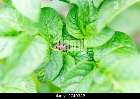 Le coléoptère de la pomme de terre du Colorado est posé sur les feuilles de pommes de terre. Le coléoptère mange les feuilles, est nocif pour l'agriculture. Banque D'Images