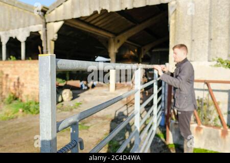 Foyer peu profond d'une grande porte en métal à l'entrée d'un hangar à vache. Un jeune agriculteur mâle est vu fixer la porte avant de sortir un tracteur. Banque D'Images