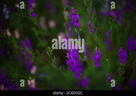 Fleurs violettes foncé poussent dans le jardin, art doux foyer Banque D'Images